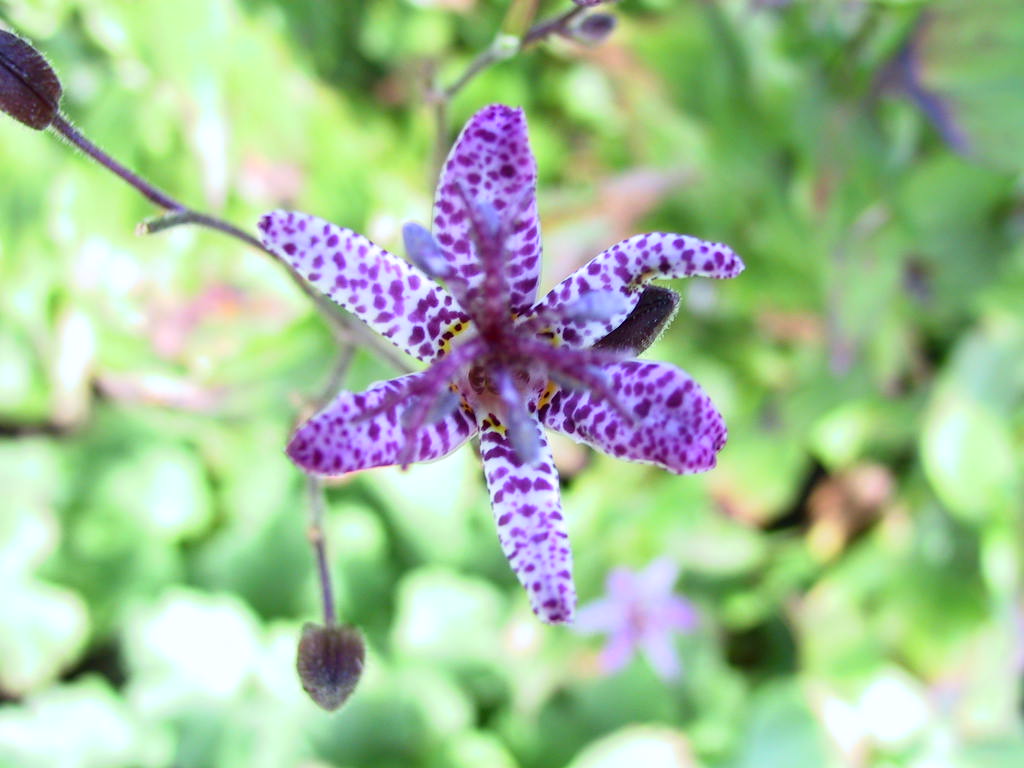 Tricyrtis formosana Musamunai 03.jpg